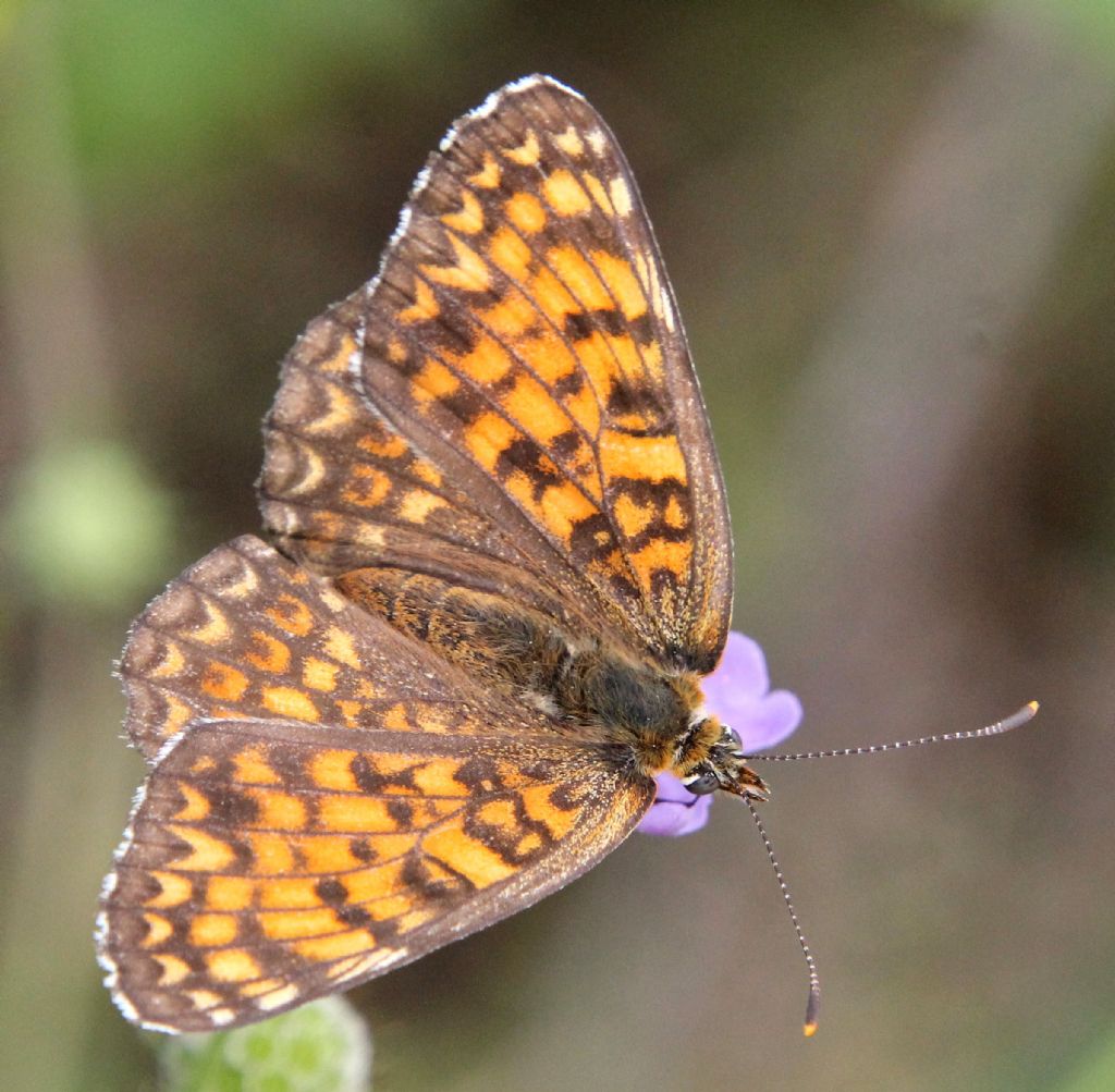 Melitaea cinxia o phoebe?